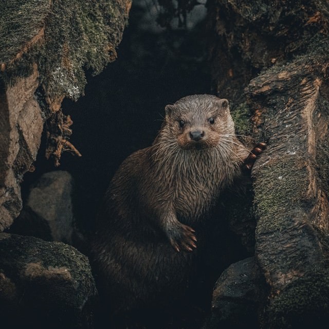 フォトジェニックなカワウソの写真